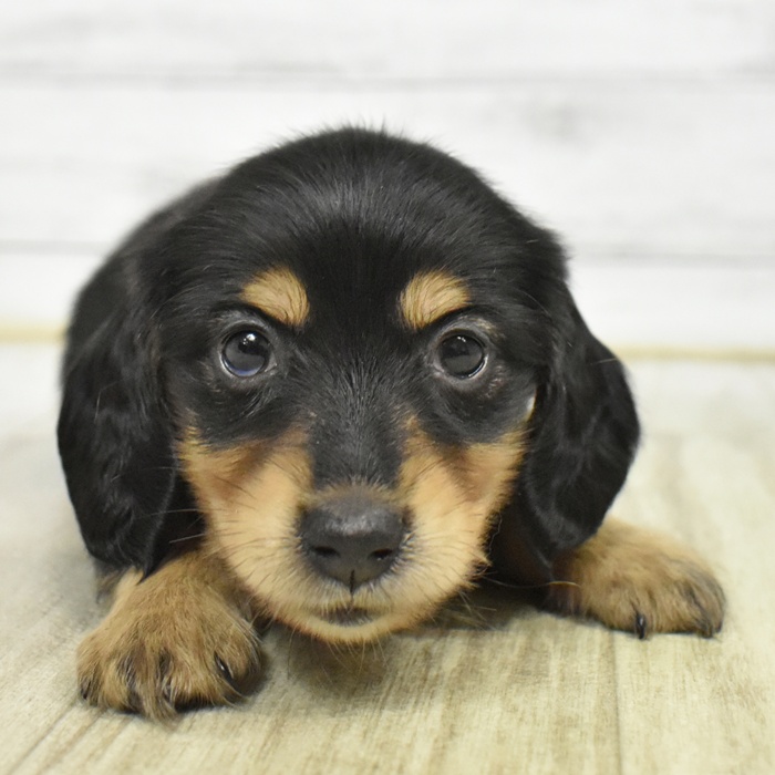 静岡県のミニチュアダックスフンド(ロング) (犬の家＆猫の里マークイズ静岡店/2025年5月15日生まれ/男の子/ブラックタン)の子犬