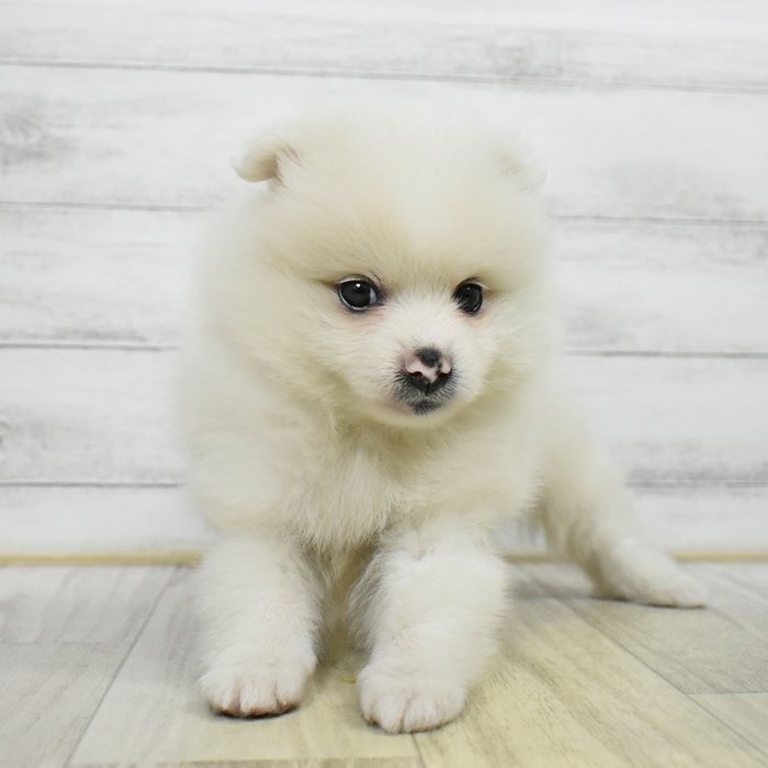 神奈川県のハーフ犬・ミックス犬 (犬の家＆猫の里小田原店/2025年5月19日生まれ/男の子/ホワイト)の子犬