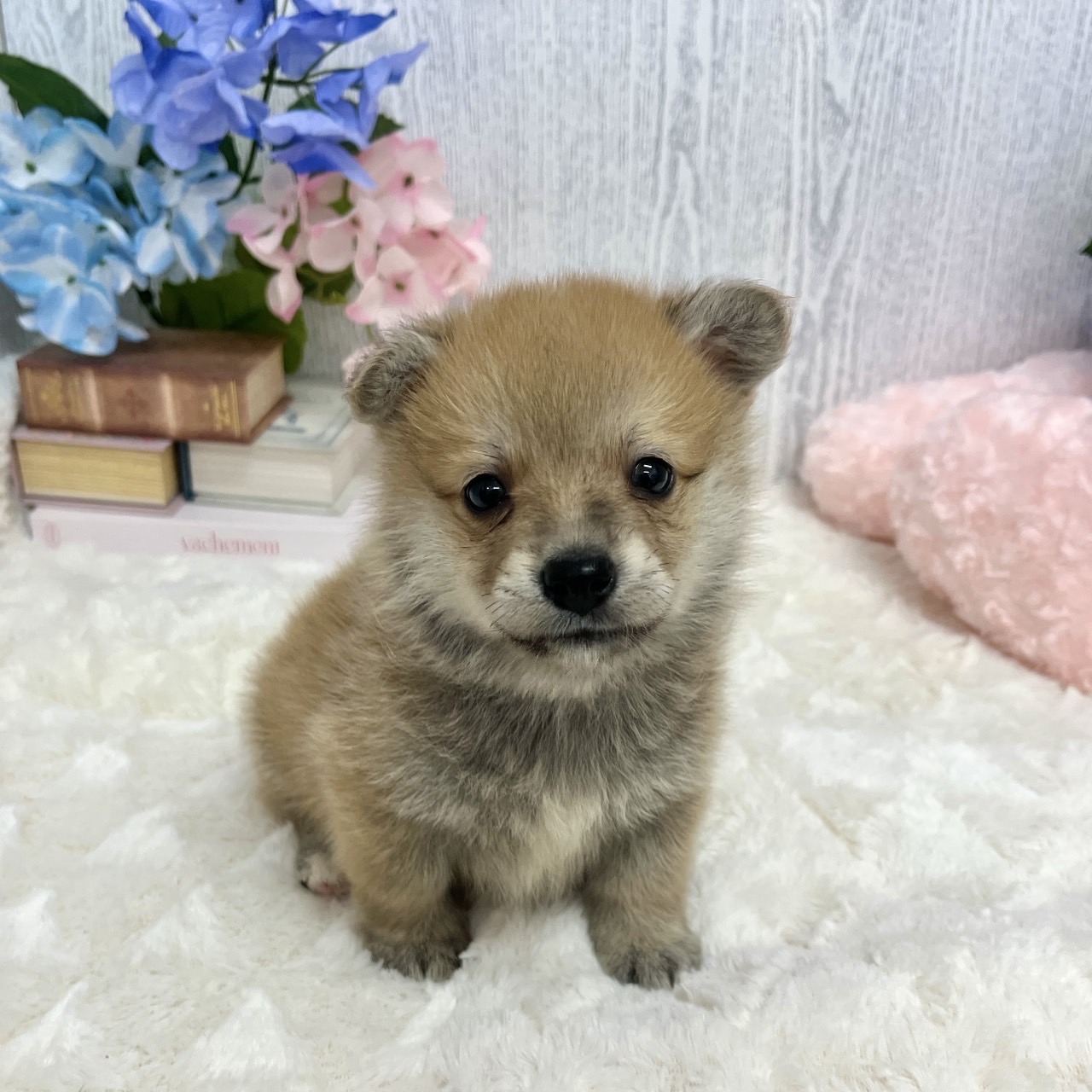 神奈川県のポメコーギー(ポメラニアン×コーギー) (犬の家＆猫の里相模原店/2025年5月20日生まれ/男の子/レッドホワイト)の子犬の1枚目の画像
