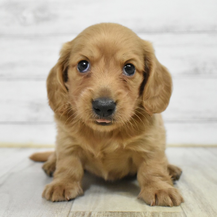 富山県のミニチュアダックスフンド(ロング) (犬の家＆猫の里アミーゴ高岡蓮花寺店/2025年5月17日生まれ/男の子/ゴールド)の子犬