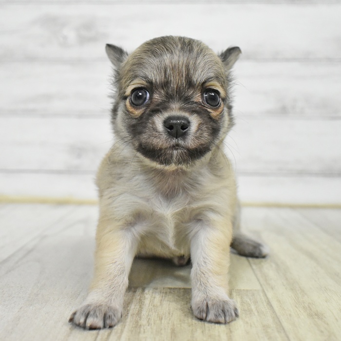 千葉県のチワワ(ロング) (犬の家＆猫の里ワンズモール稲毛店/2025年5月18日生まれ/男の子/レッド)の子犬の4枚目の画像