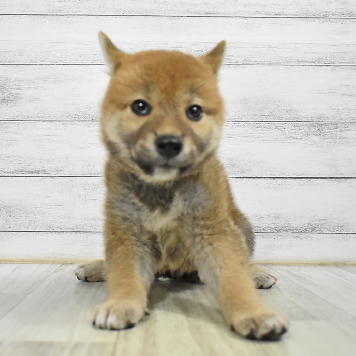 静岡県の柴犬(標準サイズ) (犬の家＆猫の里藤枝店/2025年5月19日生まれ/女の子/赤)の子犬の2枚目の画像