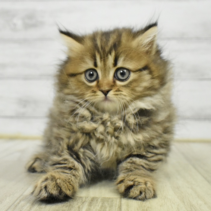 千葉県のミヌエット (犬の家＆猫の里ワンズモール稲毛店/2025年5月19日生まれ/女の子/ブラウンタビー)の子猫の2枚目の画像