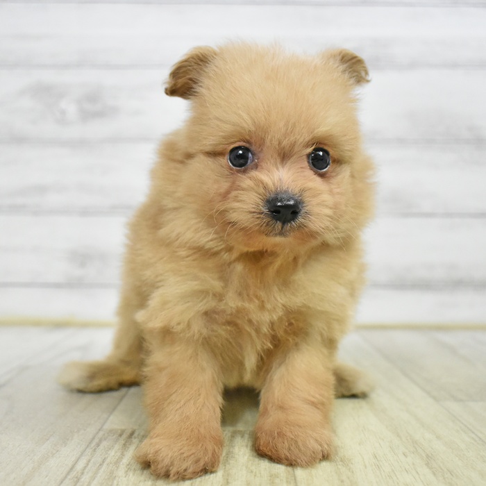 福井県のポメプー(ポメラニアン×プードル) (犬の家＆猫の里アミーゴ福井店/2025年5月15日生まれ/女の子/アプリコット)の子犬の2枚目の画像