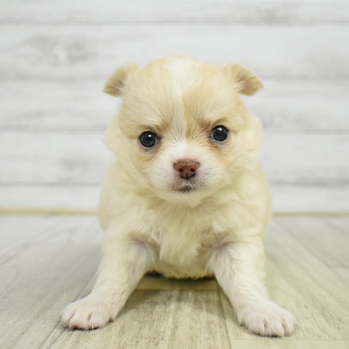 静岡県のチワワ(ロング) (犬の家＆猫の里マークイズ静岡店/2025年5月18日生まれ/男の子/クリームホワイト)の子犬