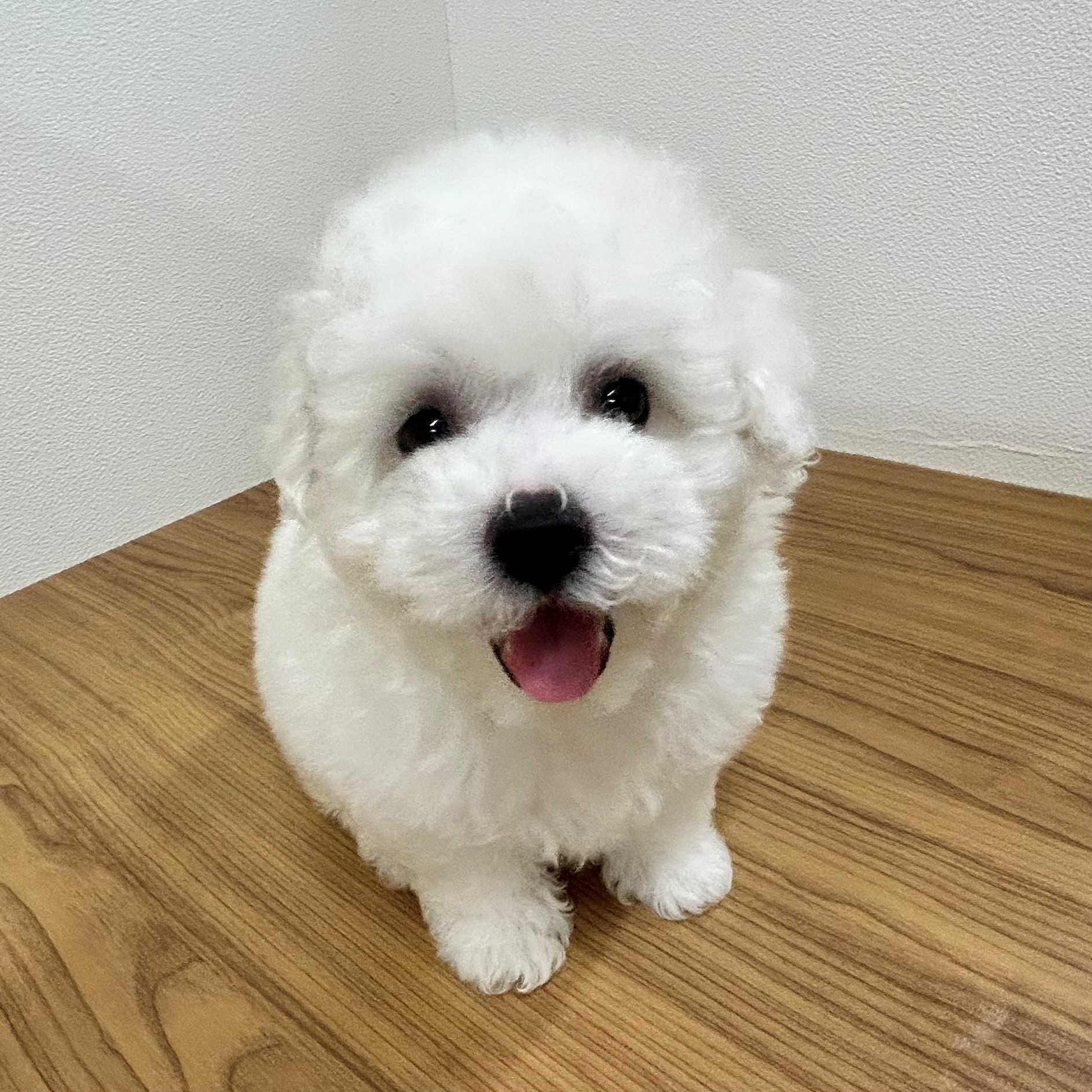 福岡県のビションフリーゼ (犬の家＆猫の里トリアス久山店/2025年5月20日生まれ/男の子/ホワイト)の子犬の1枚目の画像