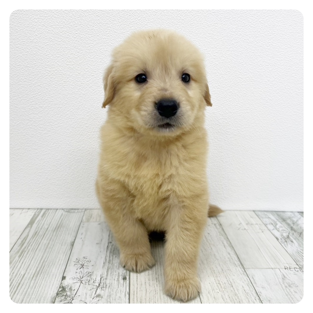 福岡県のゴールデンレトリバー (犬の家＆猫の里シュロアモール筑紫野店/2025年5月20日生まれ/男の子/ゴールデン)の子犬