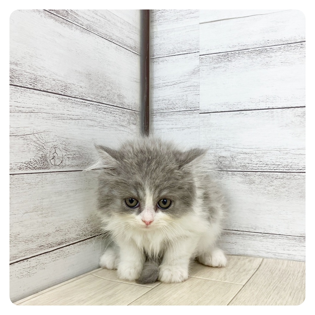 岡山県のスコティッシュストレート (犬の家＆猫の里倉敷中庄店/2025年5月20日生まれ/男の子/ブルータビーホワイト)の子猫