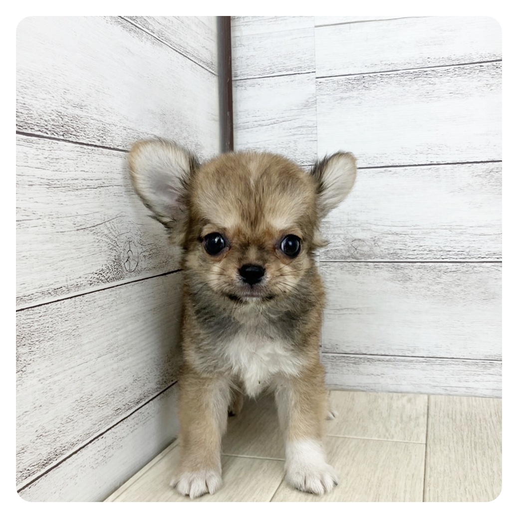 愛知県のチワワ(ロング) (犬の家＆猫の里豊田店/2025年5月19日生まれ/男の子/レッドホワイト)の子犬の4枚目の画像