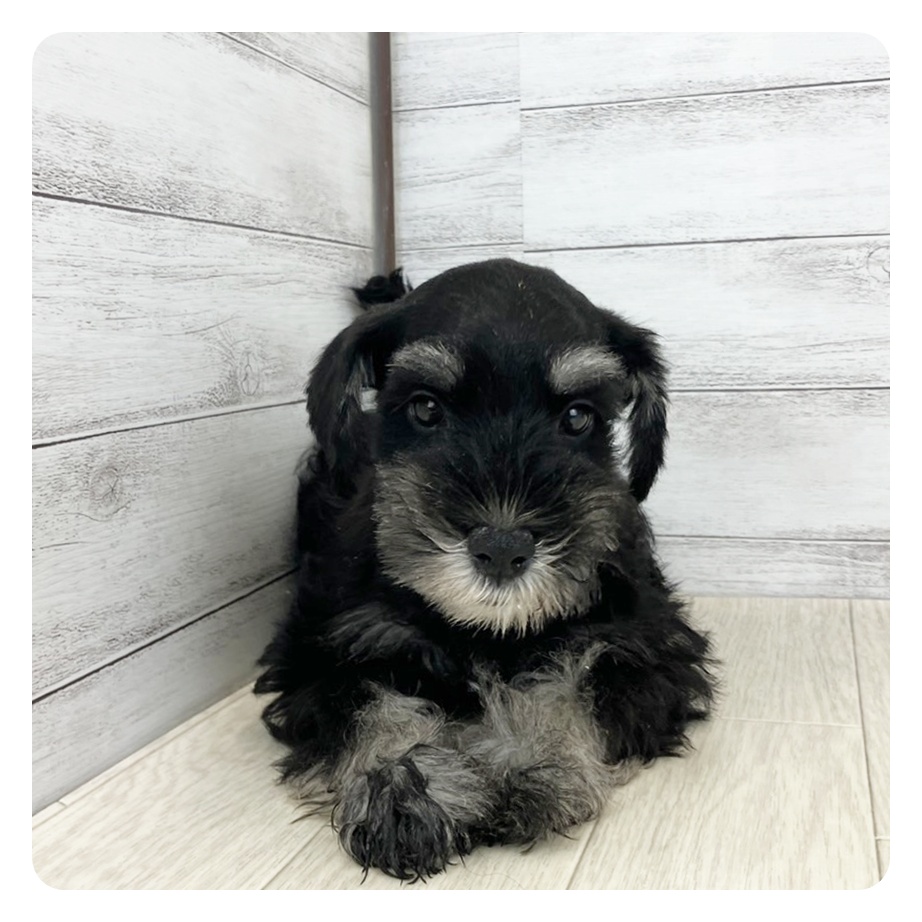 兵庫県のミニチュアシュナウザー (犬の家＆猫の里ゆめタウン姫路店/2025年5月20日生まれ/女の子/ブラックシルバー)の子犬
