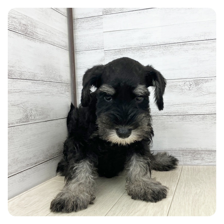 大阪府のミニチュアシュナウザー (犬の家＆猫の里そよら東岸和田店/2025年5月20日生まれ/男の子/ブラックシルバー)の子犬