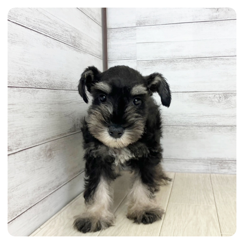 兵庫県のミニチュアシュナウザー (犬の家＆猫の里カナート西神戸店/2025年5月20日生まれ/女の子/ブラックシルバー)の子犬