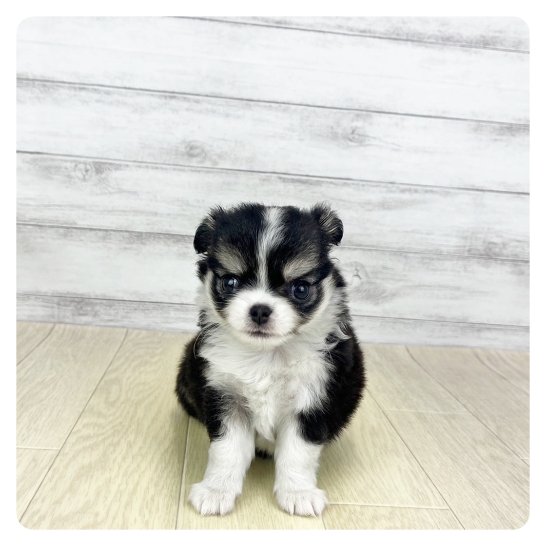 愛知県のチワワ(ロング) (犬の家＆猫の里一宮店/2025年5月21日生まれ/女の子/ブラックタンホワイト)の子犬の2枚目の画像