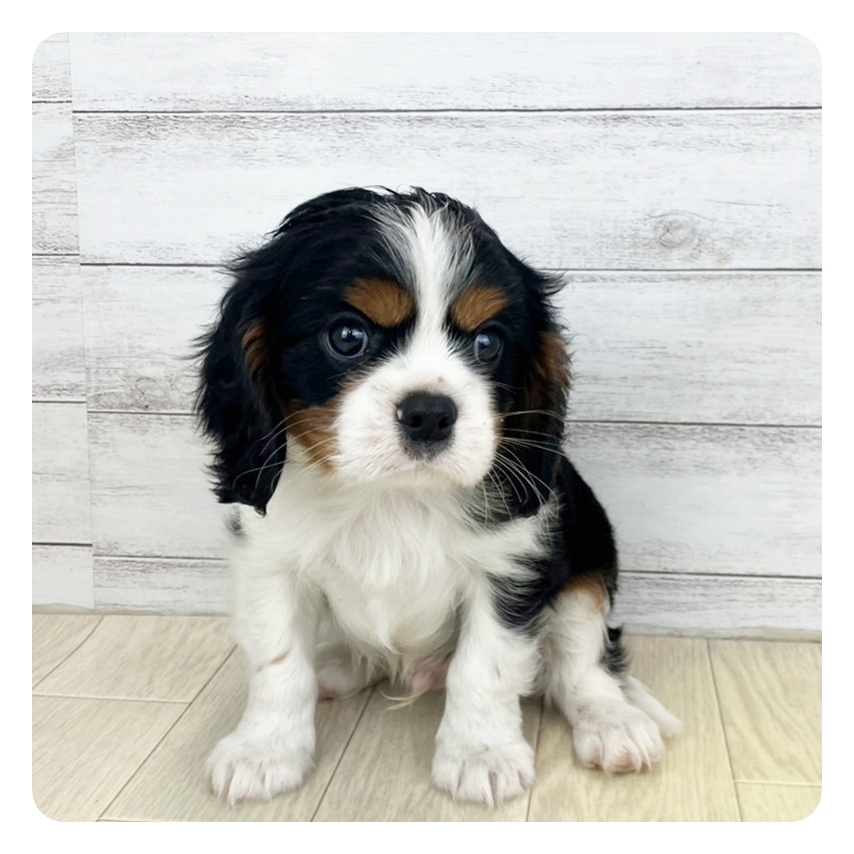 福井県のキャバリアキングチャールズスパニエル (犬の家＆猫の里アミーゴ福井大和田店/2025年5月21日生まれ/男の子/トライカラー)の子犬の4枚目の画像