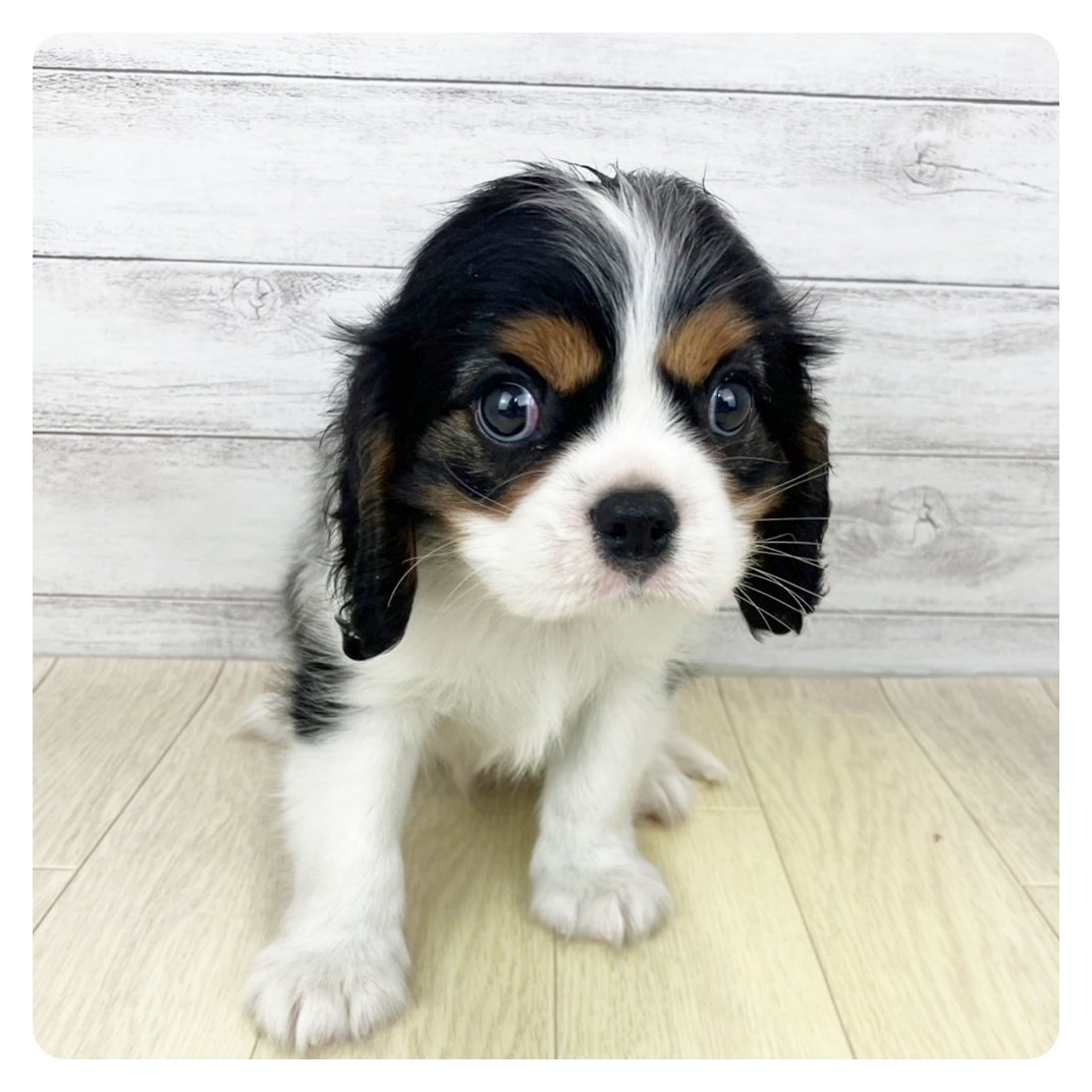 愛知県のキャバリアキングチャールズスパニエル (犬の家＆猫の里愛知刈谷店/2025年5月21日生まれ/男の子/トライカラー)の子犬