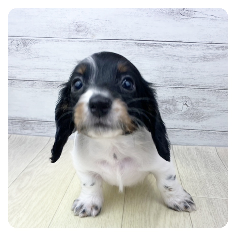 京都府のミニチュアダックスフンド(ロング) (犬の家＆猫の里京都精華店/2025年5月21日生まれ/女の子/ブラックタンパイボールド)の子犬