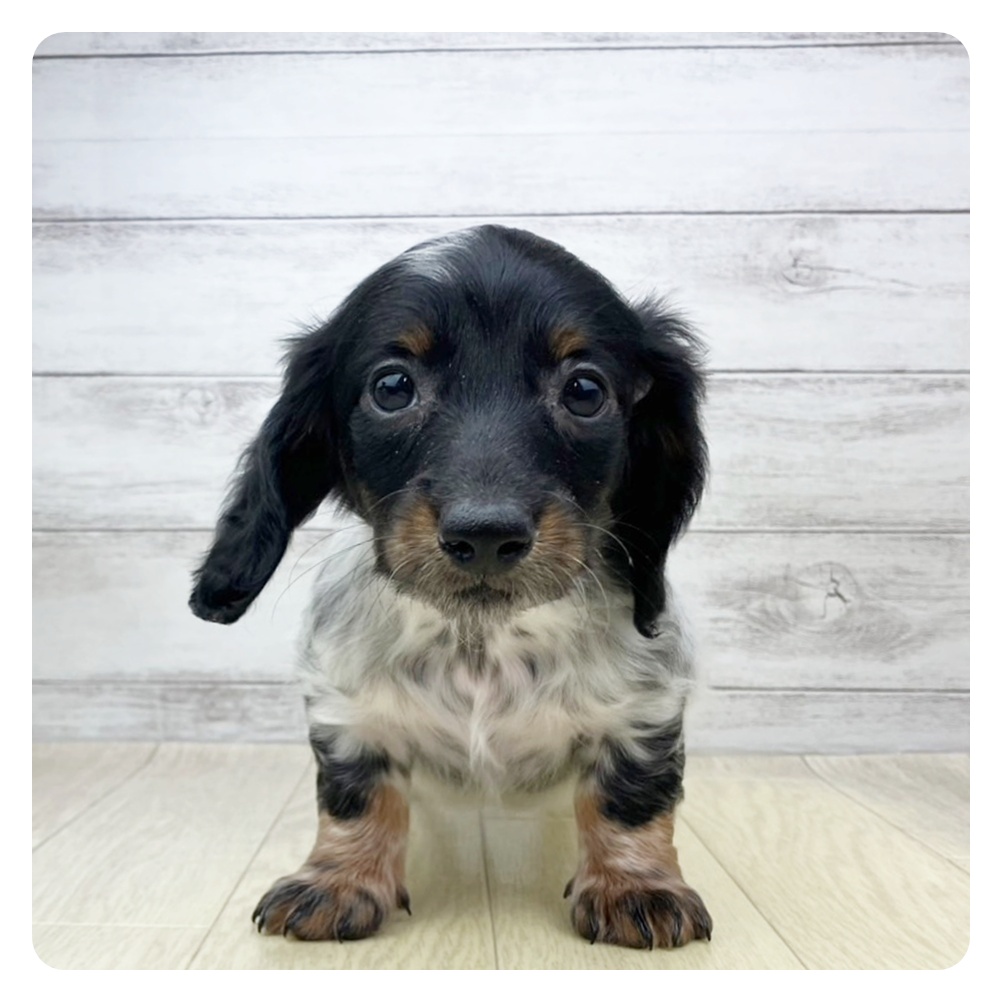 愛知県のミニチュアダックスフンド(ロング) (犬の家＆猫の里MiO香久山店/2025年5月21日生まれ/男の子/ブラックタンパイボールド)の子犬の2枚目の画像