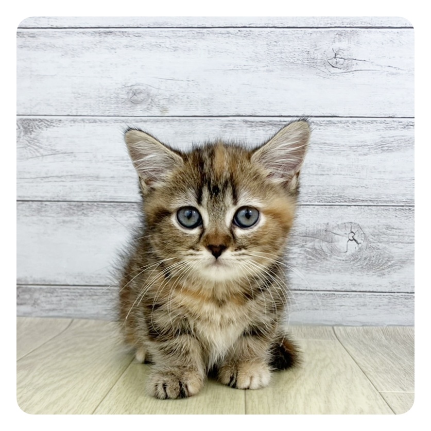 愛知県のマンチカン (犬の家＆猫の里名古屋天白店/2025年5月13日生まれ/女の子/ブラウンタビー)の子猫の2枚目の画像
