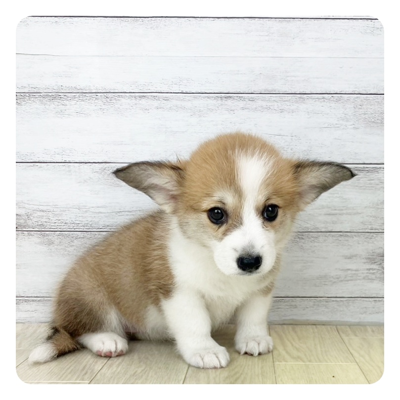 愛知県のウェルシュコーギーペンブローク (犬の家＆猫の里エアポートウォーク店/2025年5月18日生まれ/女の子/レッドホワイト)の子犬の2枚目の画像