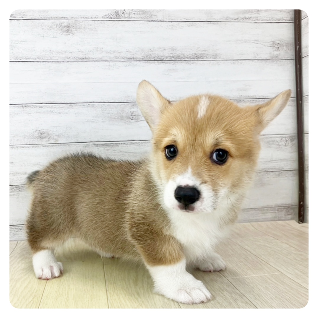 福井県のウェルシュコーギーペンブローク (犬の家＆猫の里福井店/2025年5月21日生まれ/男の子/レッドホワイト)の子犬