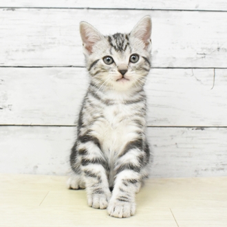 京都府のアメリカンショートヘアー (犬の家＆猫の里京都精華店/2025年5月22日生まれ/男の子/シルバータビー)の子猫