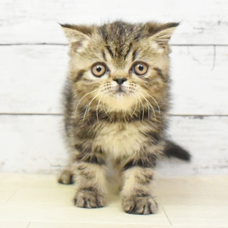 滋賀県のエキゾチックショートヘアー (犬の家＆猫の里近江八幡店/2025年5月20日生まれ/男の子/ブラウンタビー)の子猫の2枚目の画像
