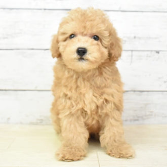 福井県のトイプードル(トイ) (犬の家＆猫の里アミーゴ福井店/2025年5月20日生まれ/男の子/オレンジフォーン)の子犬