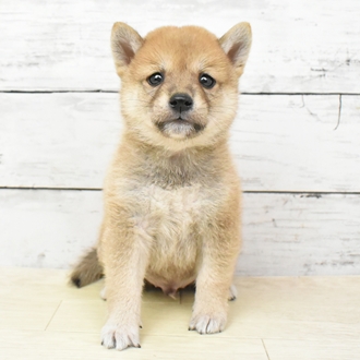 兵庫県の柴犬(標準サイズ) (犬の家＆猫の里神戸店/2025年5月21日生まれ/男の子/赤)の子犬