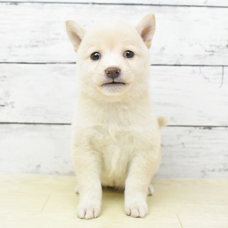 京都府の柴犬(標準サイズ) (犬の家＆猫の里京都樟葉店/2025年5月21日生まれ/女の子/淡赤)の子犬