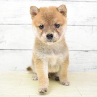 滋賀県の豆柴 (犬の家＆猫の里近江八幡店/2025年5月18日生まれ/男の子/赤)の子犬の2枚目の画像