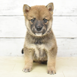 兵庫県の豆柴 (犬の家＆猫の里カナート西神戸店/2025年5月18日生まれ/男の子/赤)の子犬