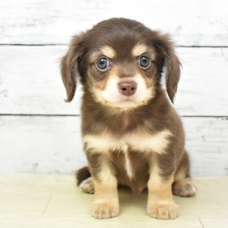 京都府のチワックス(チワワ×ダックス) (犬の家＆猫の里京都樟葉店/2025年5月20日生まれ/男の子/チョコレートクリーム)の子犬