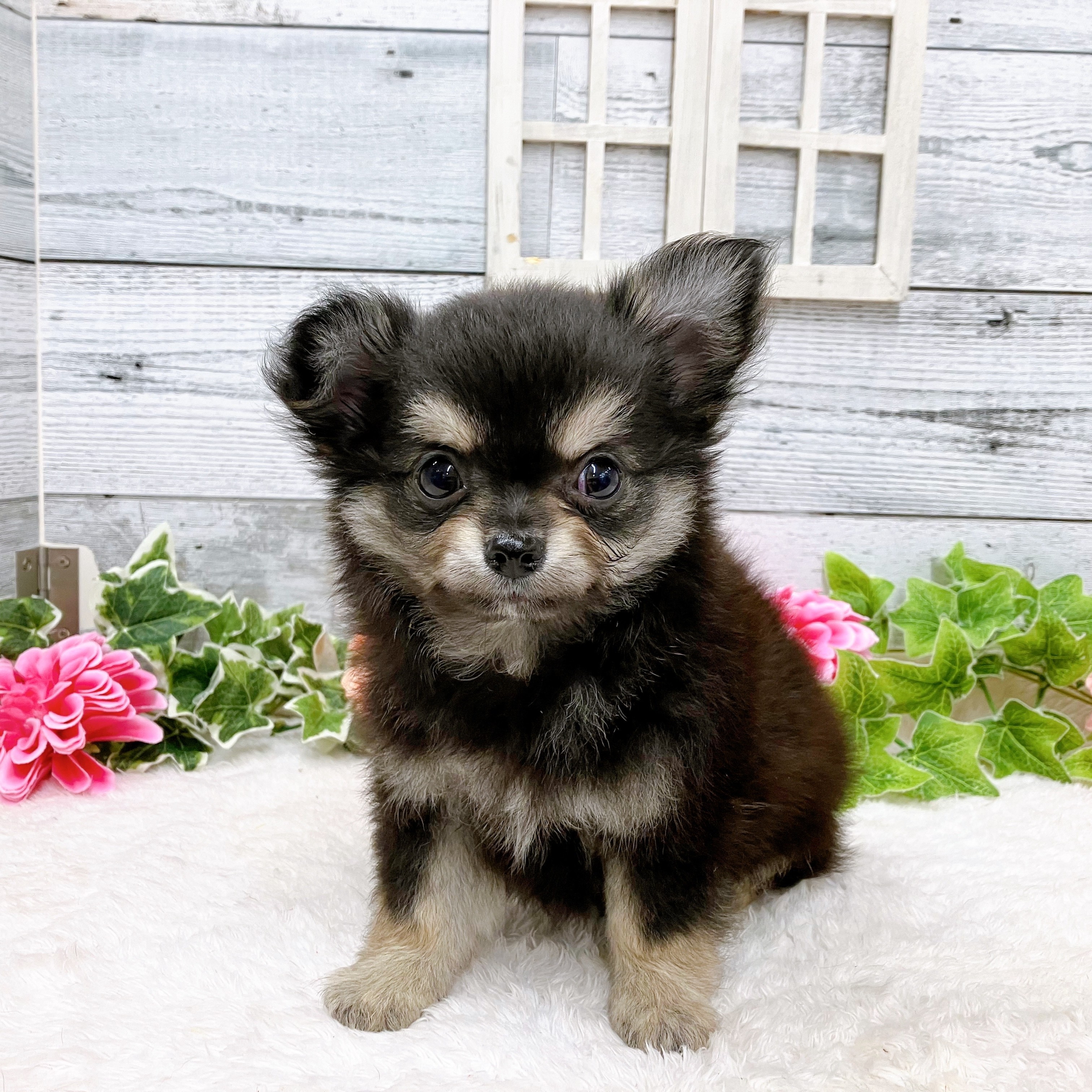 石川県のチワワ(ロング) (犬の家＆猫の里アミーゴ金沢おこばた店/2025年5月21日生まれ/男の子/ブラッククリーム)の子犬の1枚目の画像