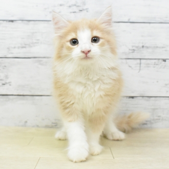 京都府のノルウェージャンフォレストキャット (犬の家＆猫の里京都精華店/2025年5月17日生まれ/男の子/クリームタビーホワイト)の子猫