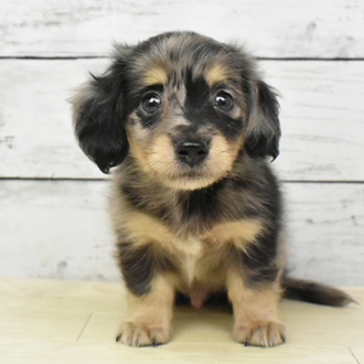 福井県のミニチュアダックスフンド(ロング) (犬の家＆猫の里アミーゴ福井店/2025年5月22日生まれ/男の子/シルバーダップル)の子犬