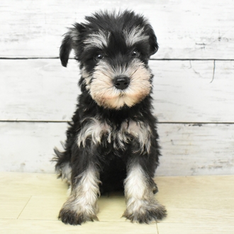 京都府のミニチュアシュナウザー (犬の家＆猫の里京都精華店/2025年5月22日生まれ/女の子/ブラックシルバー)の子犬