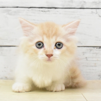 兵庫県のマンチカン (犬の家＆猫の里尼崎店/2025年5月19日生まれ/女の子/レッドタビーホワイト)の子猫