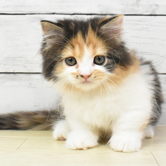 滋賀県のマンチカン (犬の家＆猫の里近江八幡店/2025年5月20日生まれ/女の子/キャリコ)の子猫の2枚目の画像