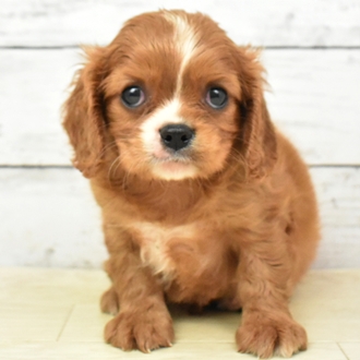 京都府のキャバリアキングチャールズスパニエル (犬の家＆猫の里京都精華店/2025年5月22日生まれ/女の子/ルビーホワイト)の子犬