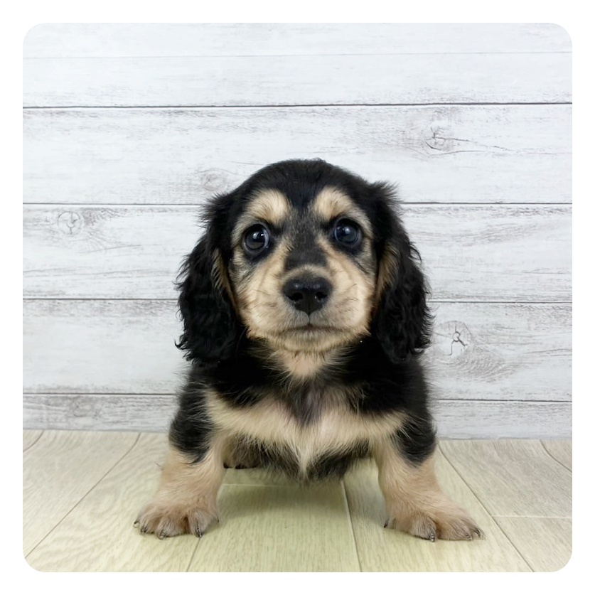 愛知県のミニチュアダックスフンド(ロング) (犬の家＆猫の里碧南店/2025年5月22日生まれ/男の子/ブラックイエロー)の子犬の3枚目の画像