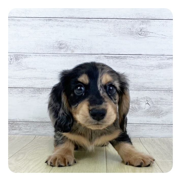 岐阜県のミニチュアダックスフンド(ロング) (犬の家＆猫の里カラフルタウン岐阜店/2025年5月22日生まれ/男の子/シルバーダップル)の子犬の3枚目の画像