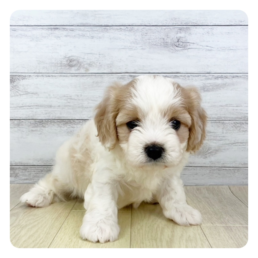 愛知県のハーフ犬・ミックス犬 (犬の家＆猫の里春日井本店/2025年5月22日生まれ/女の子/ブレンハイム)の子犬