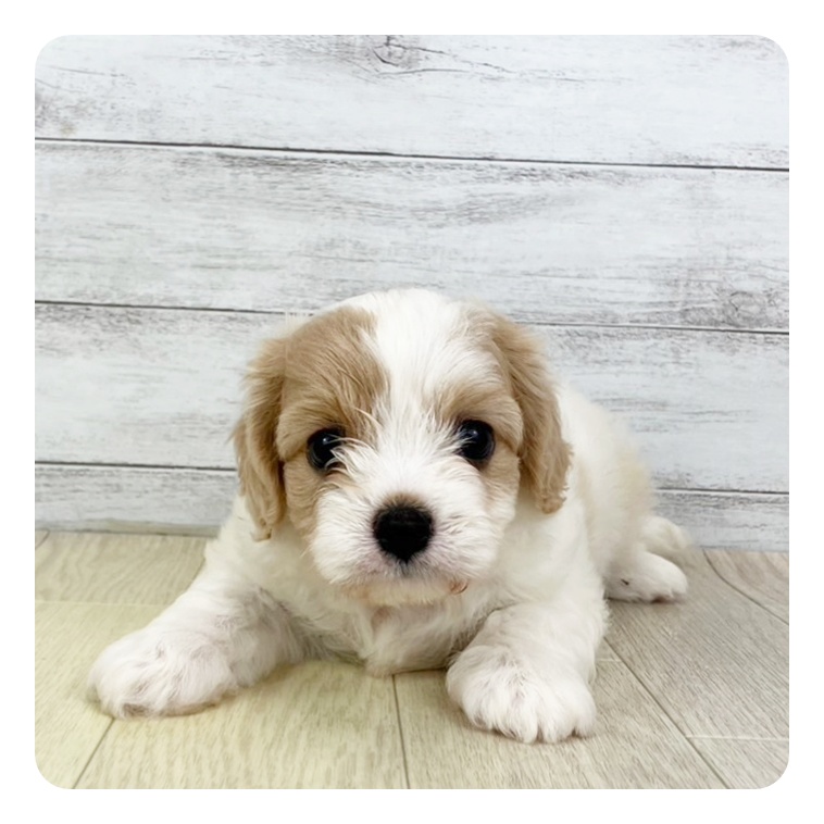三重県のハーフ犬・ミックス犬 (犬の家＆猫の里三重桑名店/2025年5月22日生まれ/女の子/ブレンハイム)の子犬の2枚目の画像