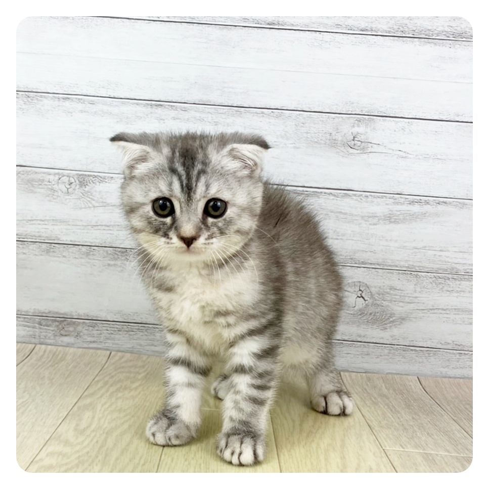 愛知県のスコティッシュフォールド (犬の家＆猫の里MiO香久山店/2025年5月19日生まれ/女の子/ブルーパッチドタビー)の子猫の2枚目の画像