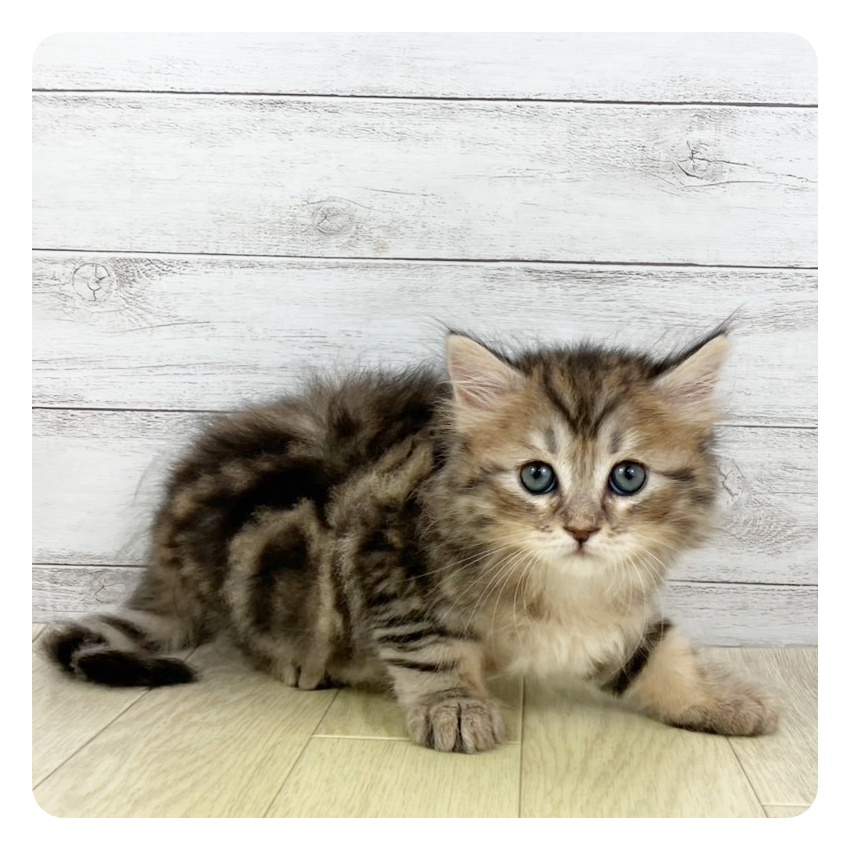 愛知県のサイベリアン (犬の家＆猫の里七宝店/2025年5月19日生まれ/男の子/ブラウンタビー)の子猫の2枚目の画像