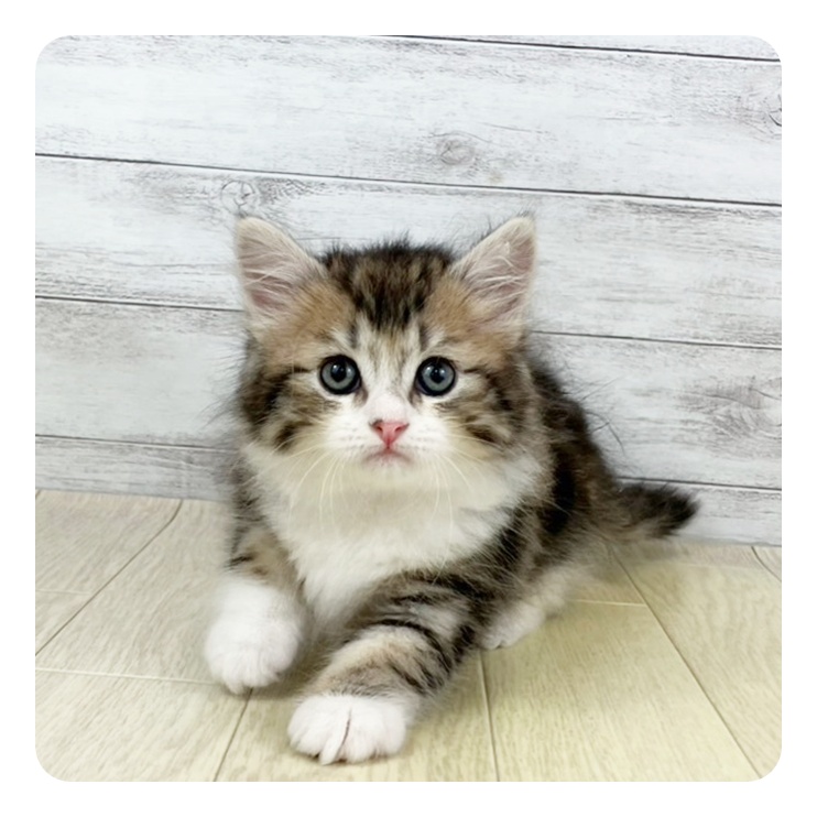 福井県のサイベリアン (犬の家＆猫の里福井店/2025年5月19日生まれ/女の子/ブラウンタビーホワイト)の子猫の3枚目の画像