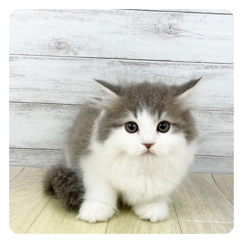 滋賀県のサイベリアン (犬の家＆猫の里近江八幡店/2025年5月20日生まれ/男の子/ブルータビーホワイト)の子猫の2枚目の画像
