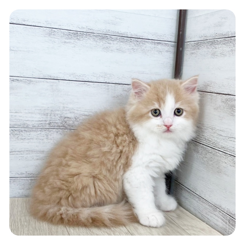 静岡県のサイベリアン (犬の家＆猫の里プレ葉ウォーク浜北店/2025年5月21日生まれ/男の子/クリームタビーホワイト)の子猫