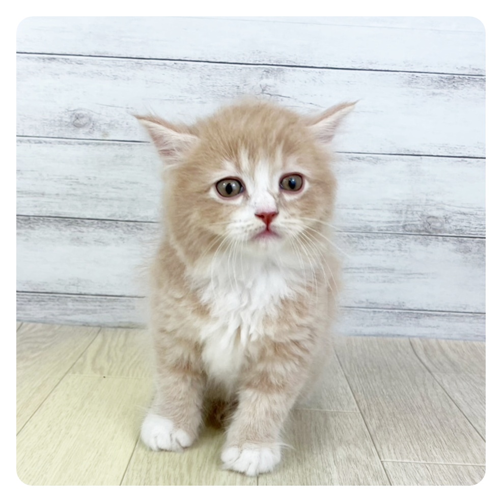 長野県のサイベリアン (犬の家＆猫の里長野店/2025年5月21日生まれ/男の子/クリームタビーホワイト)の子猫の4枚目の画像