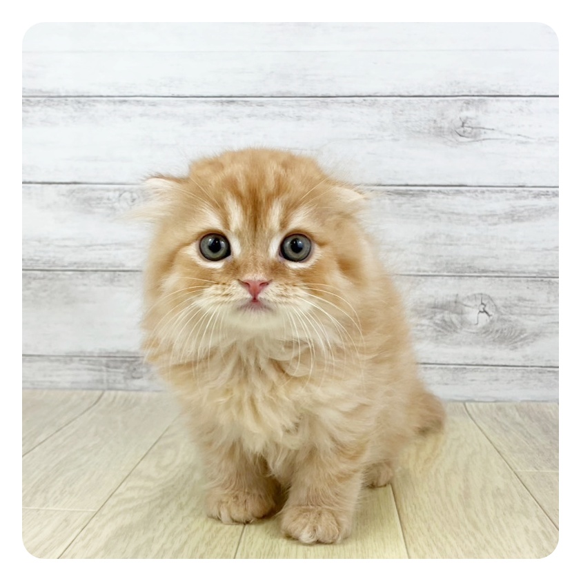 愛知県のスコティッシュフォールド (犬の家＆猫の里春日井本店/2025年5月15日生まれ/男の子/レッドタビーホワイト)の子猫